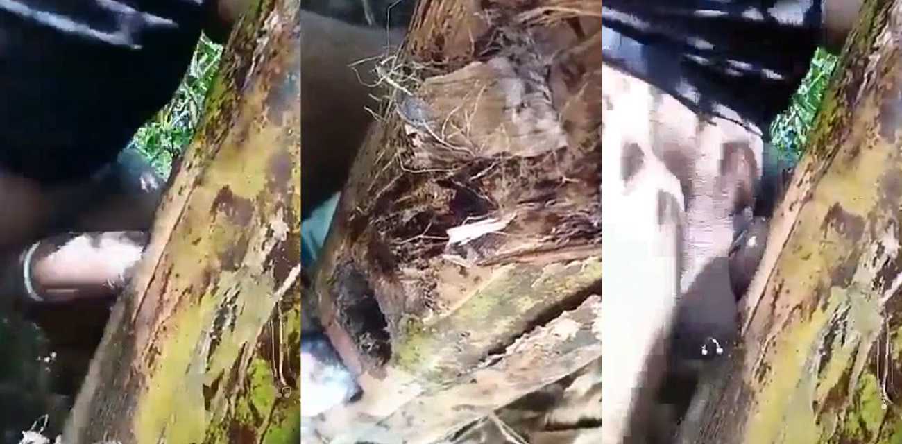 日动物还能理解 但是日树干有点接受不了！