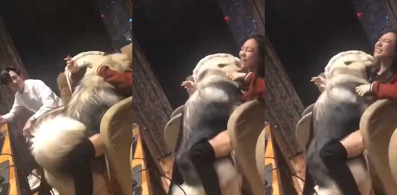 这就是养大型犬的好处吗？这阿拉斯加看着真有劲啊！