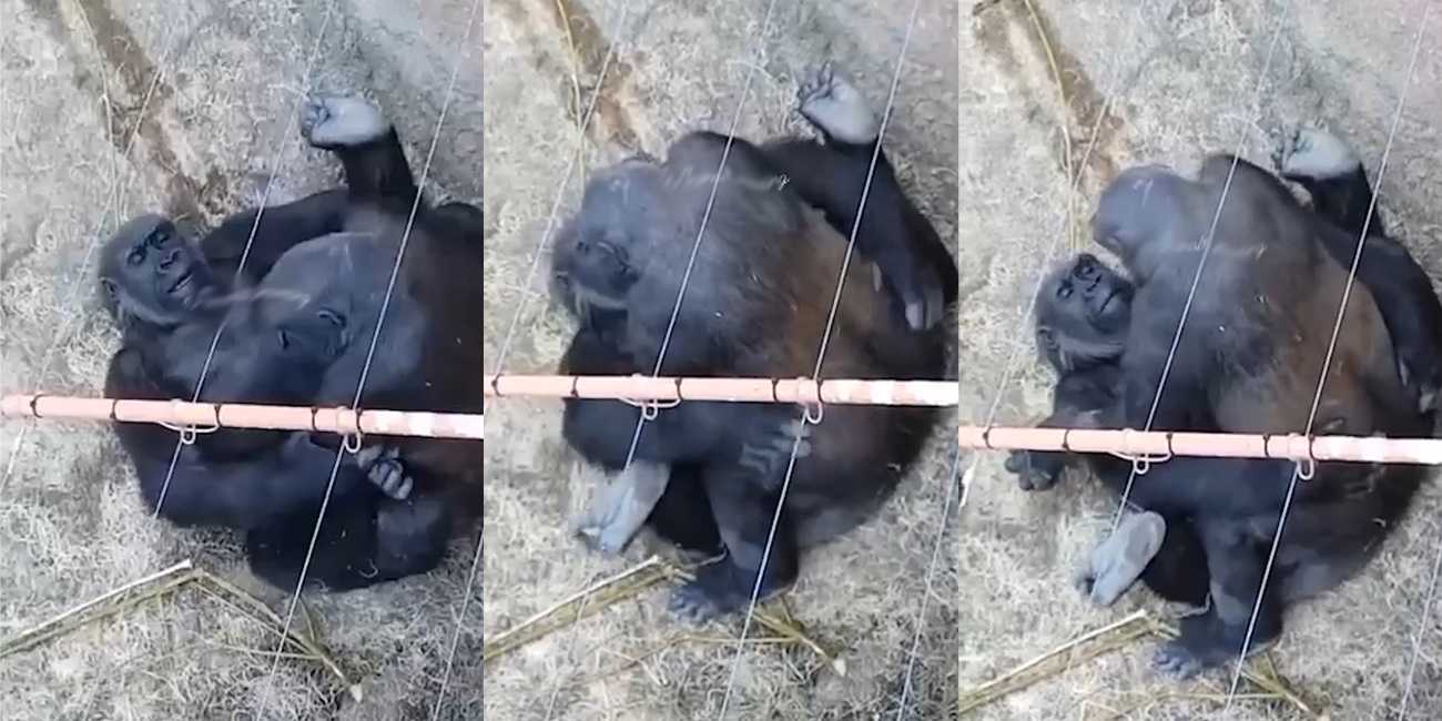 活久见系列 大猩猩操逼啦！第一次近距离看见大猩猩操逼 用的还是中出姿势！仿佛就是人一样！