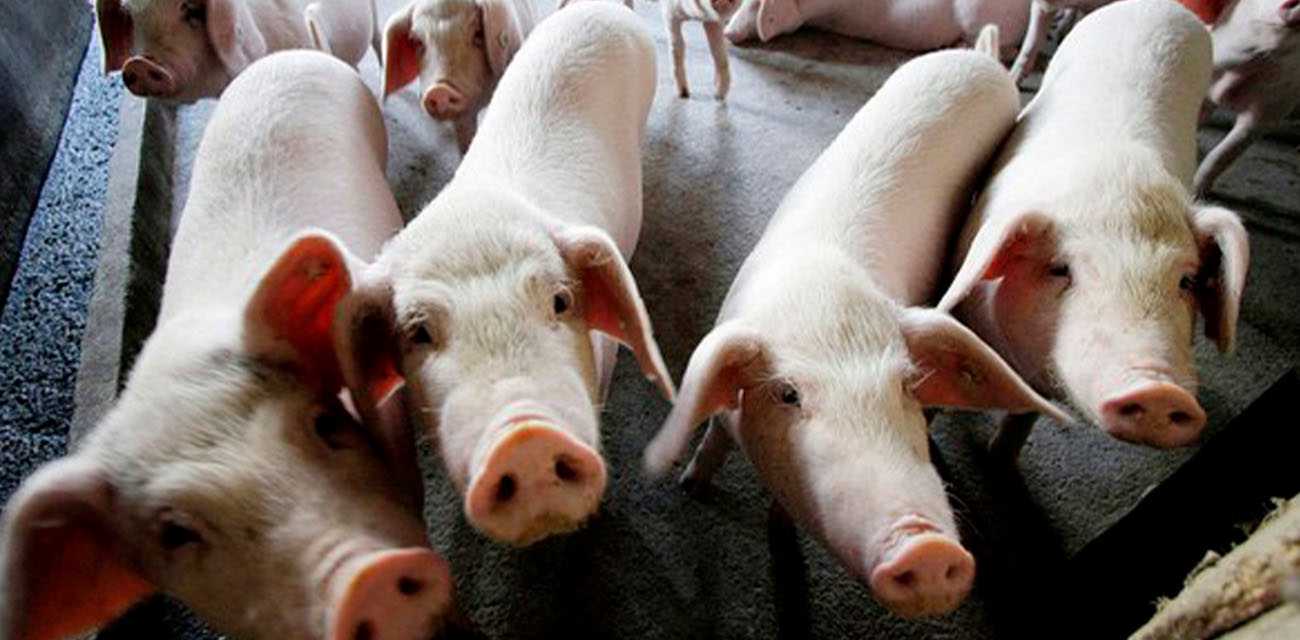 大姐玩得真变态！山东43岁冯大姐喜欢跟种猪交配内射 看完微信语音聊天记录后三观炸裂