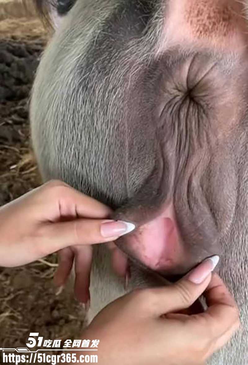 Lisa特斯拉标志梗 21